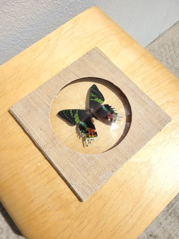 Papillon de Madagascar sous cadre 02