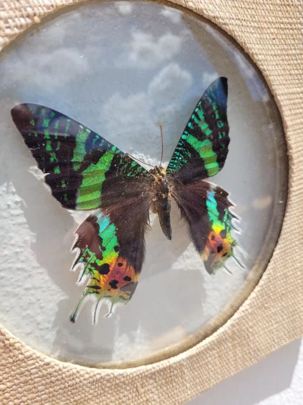Papillon de Madagascar sous cadre 03