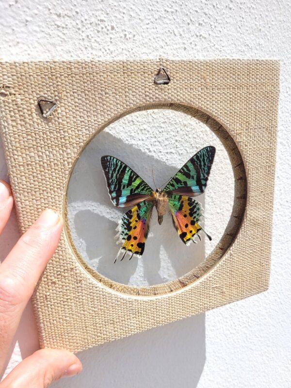 Papillon de Madagascar sous cadre 04