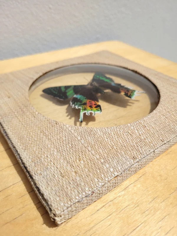 Papillon de Madagascar sous cadre 05
