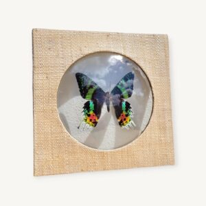 Papillon de Madagascar sous cadre 06